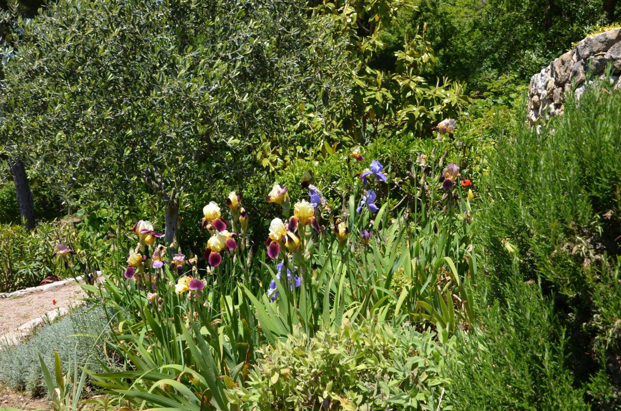 Bed and Breakfast La Bastide Des Pins Ванс Екстер'єр фото
